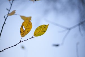 Suché listy stromu na vetvičke počas farebnej jesene