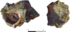 Ulita slimáka z rôznych pohľadov