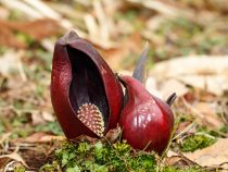 Ako rastliny páchnu