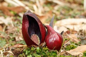 Rastlina s extravagantným výzorom vo voľnom prostredí