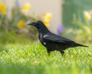 Čierna vrana stojaca na trávniku