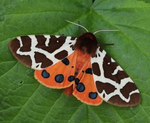 Motýľ s bielymi krídlami a hnedými škvrnami sedí na liste