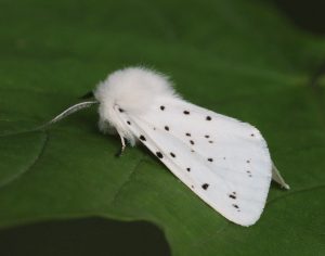 Jednoduché biele krídla spriadača dopĺňajú čierne bodky