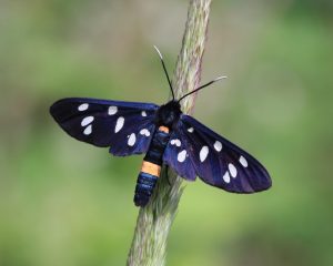 Fialové krídla motýľa spolu s bielymi škvrnami vytvárajú jeho atypický vzhľad