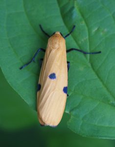 Krídla tohto jedinca zdobí béžová v kombinácii s modrými bodkami