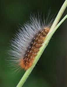 Chlpatá húcenica motýľa na stonke rastliny