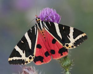 Motýľ s výrazne sfarbenými krídlami odpočíva na bodliaku