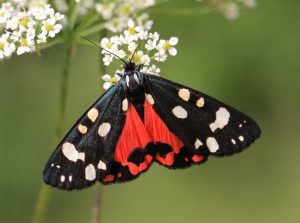 Čierno-biele bodkované krídla motýľa dopĺňa výrazná červená