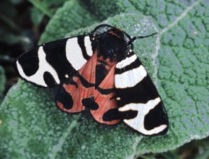 Vzory spolu s bielou, čiernou a hnedou farbou tvoria krásne krídla tohto motýľa