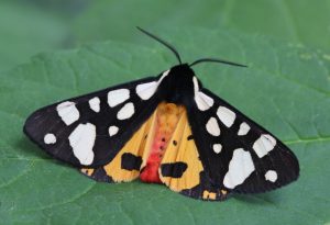 Žltá farba krídel je pri tomto motýľovi dominantným doplnkom k tradičnejšej bielo-čiernej kombinácii