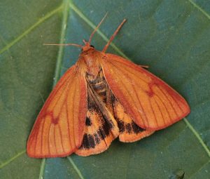 Motýľ hrdzavej farby odpočíva na liste