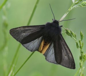 Motýľ s jemnými čiernymi krídlami sedí na stonke