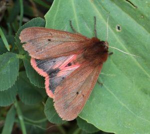 Bledoružový motýľ sedí na okraji rastliny