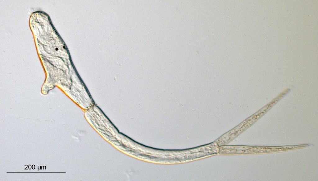 Larva zachytená pod mikroskopom