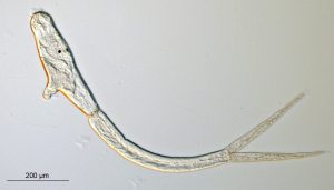 Larva zachytená pod mikroskopom