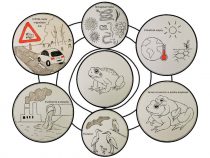 Žaby na nezaplatenie