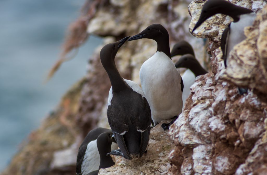 Dospelé vtáky druhu alka tenkozobá na skalách