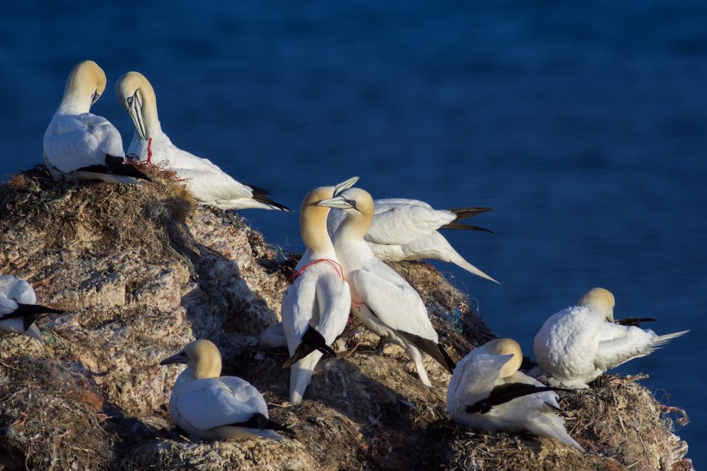 Páry súl bielych v objatí plastových vláken