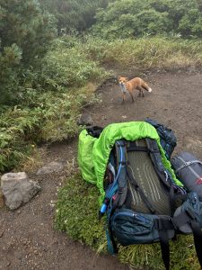 Ruksak na turistickom chodníku s líškou v pozadí