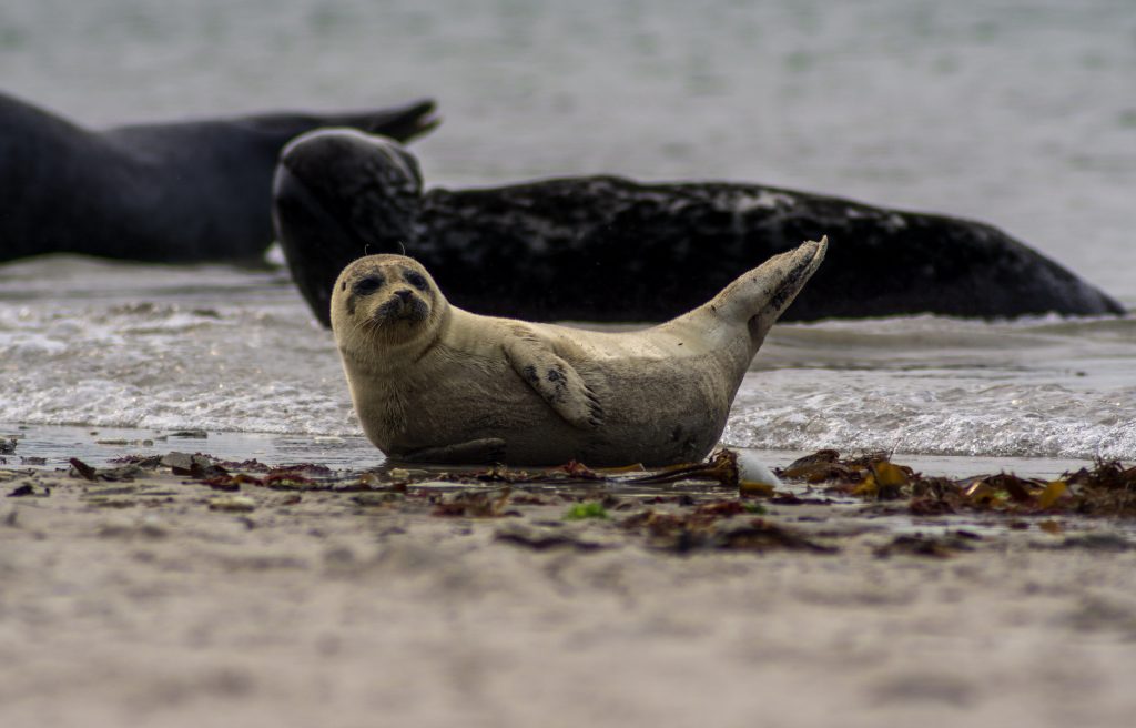 Mláďa tuleňa na pláži, v pozadí dospelé tulene
