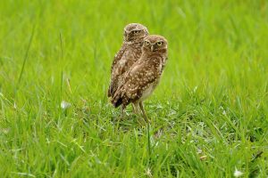 Dve menšie sovy na trávnatej pláni