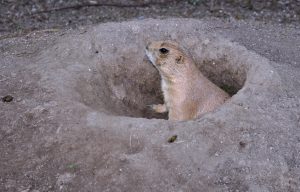 Svišť sa pozerá zo svojej nory v zemi