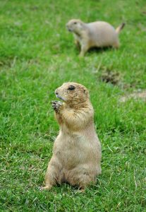 Dva svište v blízkosti nory na tráve
