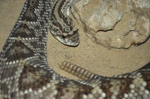 Stočený had na piesku s charakteristickým koncom chvosta pripomínajúcim hrkálku.