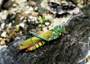 Farebná kobylka sedí na kúsku dreva