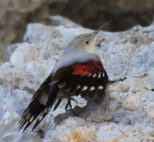 Murárik červenokrídly na skale. Sivé telo dopĺňajú karmínovočervené krídla s bielymi škvrnami a úzky zobáčik.