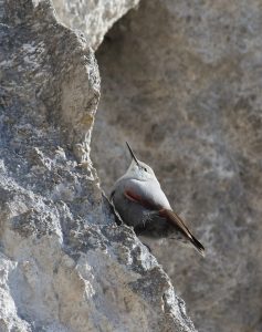 Nenápadný vták takmer splýva so sivým skalnatým podkladom