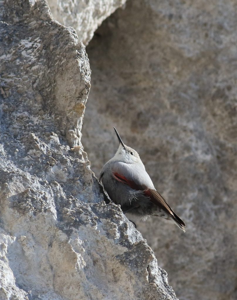 Nenápadný vták takmer splýva so sivým skalnatým podkladom.