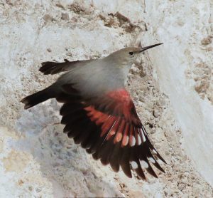 Detailný záber na krídla murárika odhaľuje karmínovočervené sfarbenie s bielymi škvrnami