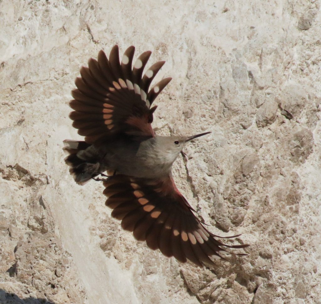 Murárik počas letu rozťahuje svoje červenočierne krídla.
