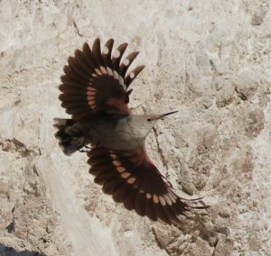 Murárik počas letu rozťahuje svoje červenočierne krídla