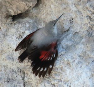 Vták so sivým telom a červenými krídlami skacká po skale