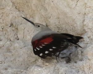 Vták rozťahuje krídla v skalnej stene