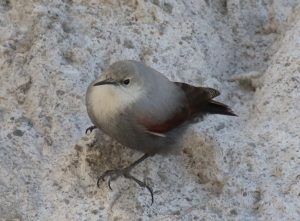 Sivý vták sedí na skale