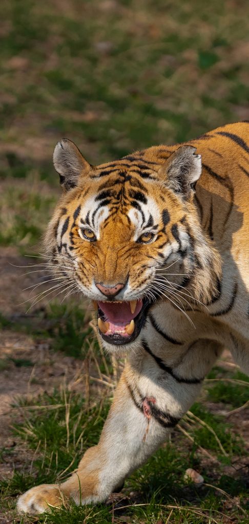 Tiger vo voľnej prírode