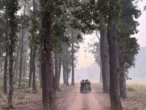 Terénne auto na lesnej ceste medzi stromami