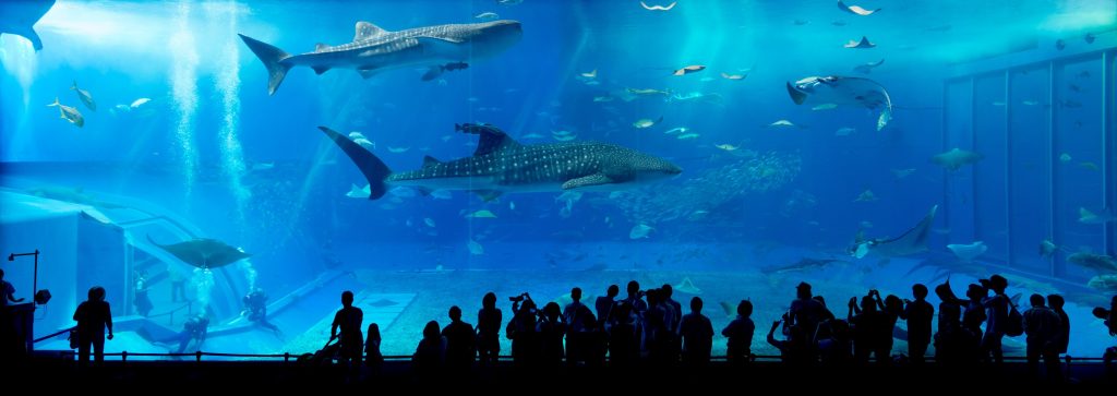Skupina návštevníkov obdivuje obrovské akvárium s morskými rybami, rajami a žralokom veľrybím.