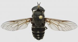 Ovad s rozprestretými krídlami