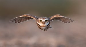 Kuvik pri lete vzduchom