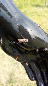 Detailný záber na hmyz nalepený na časti čiernej figuríny