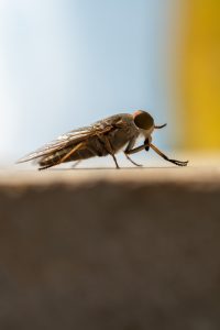 Ovad sedí na pevnom povrchu