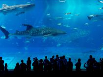 Nemí podnájomníci