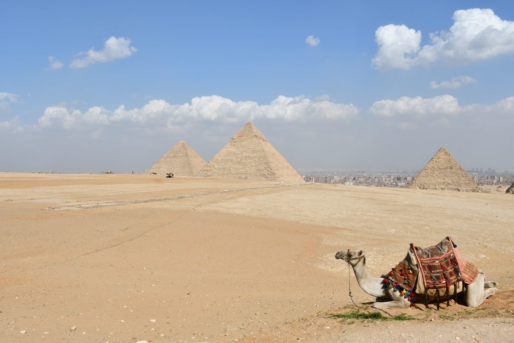 Ťava oddychuje na piesku, v pozadí tri pyramídy v Egypte