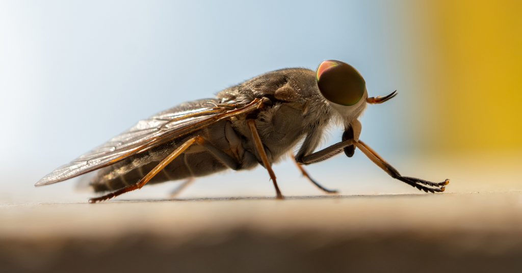 Ovad sedí na pevnom povrchu