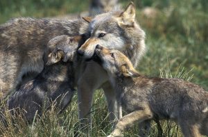 Vlčica s vĺčatami