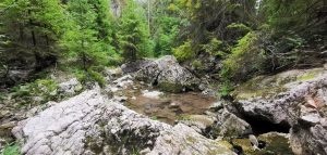 Potok v ihličnatom lese obteká výrazné skaly